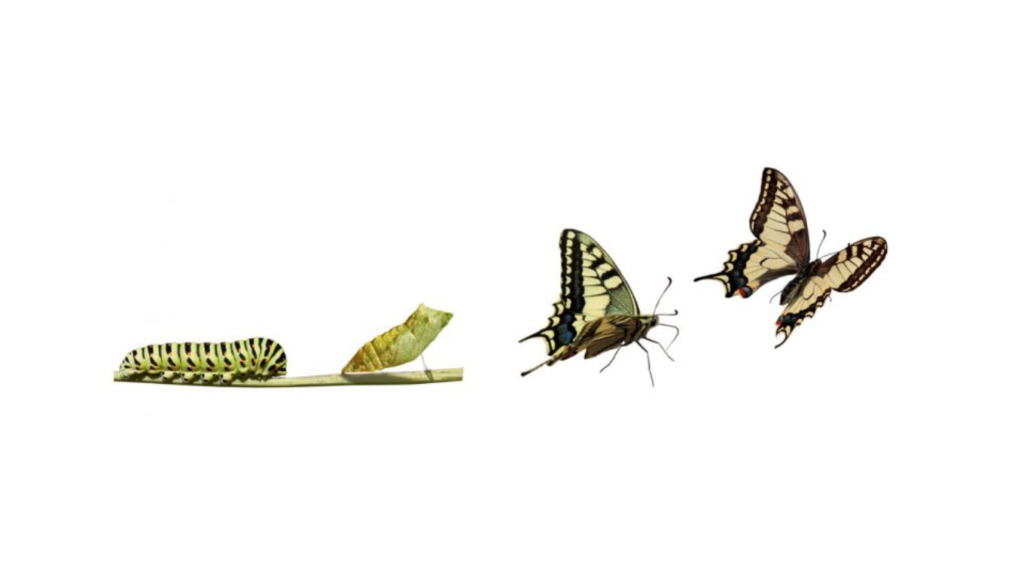 butterfly metamorphosis growing pain flying new creation